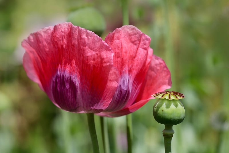 California Poppy